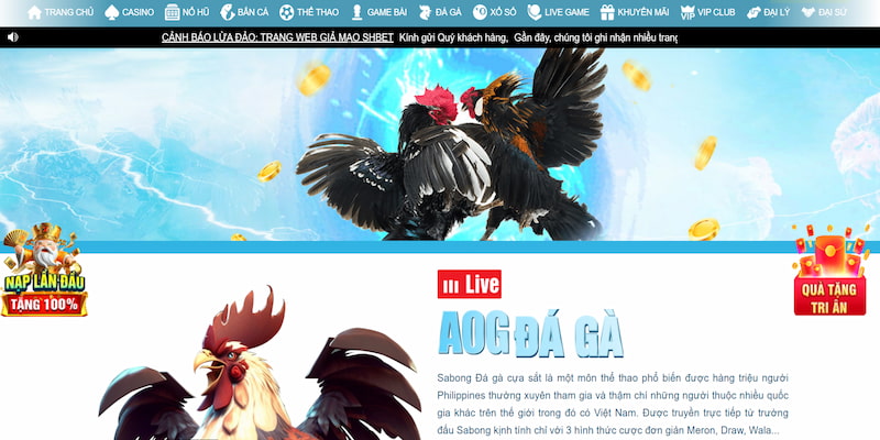 Hướng dẫn người chơi xem đá gà tại SHBET